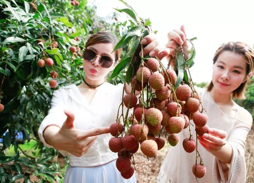 买正宗合江荔枝来中联万国商贸城临时交易市场